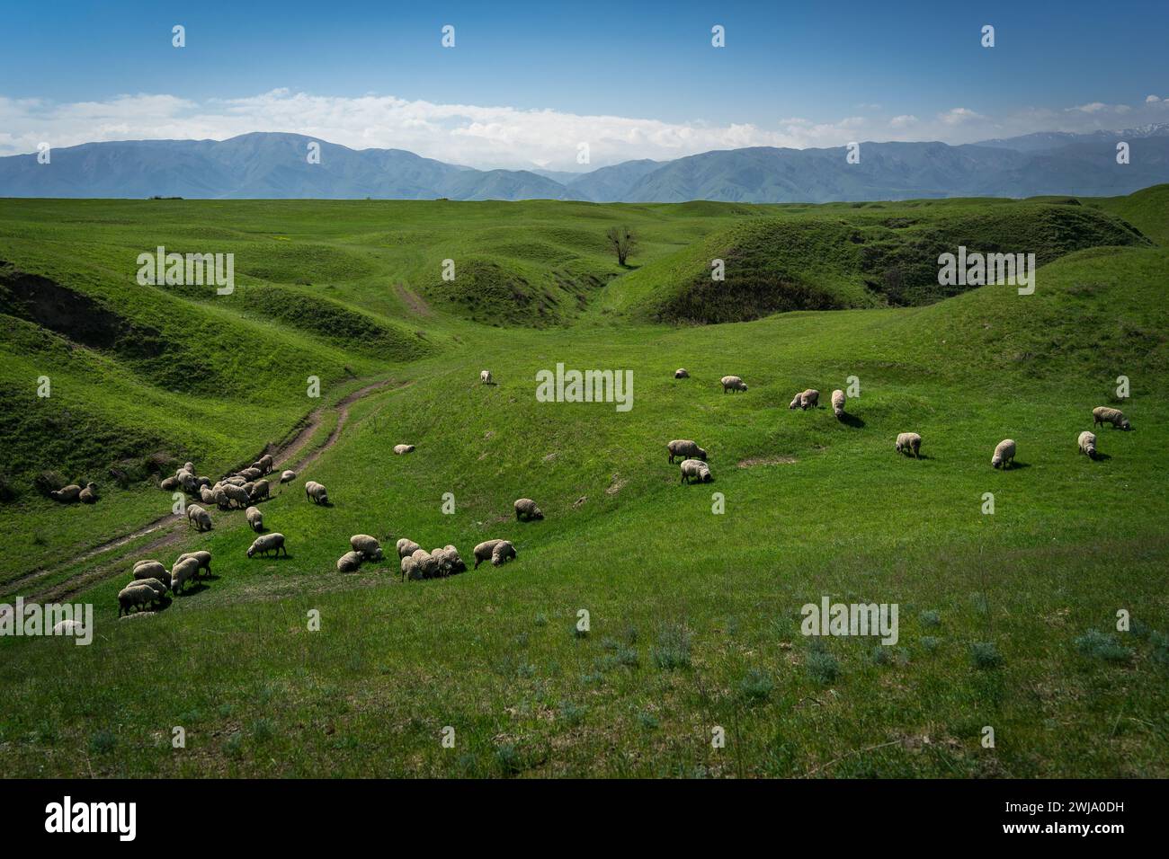 Bestiame di agnelli e pecore nei meravigliosi campi verdi di Almaty, Kazakistan Foto Stock