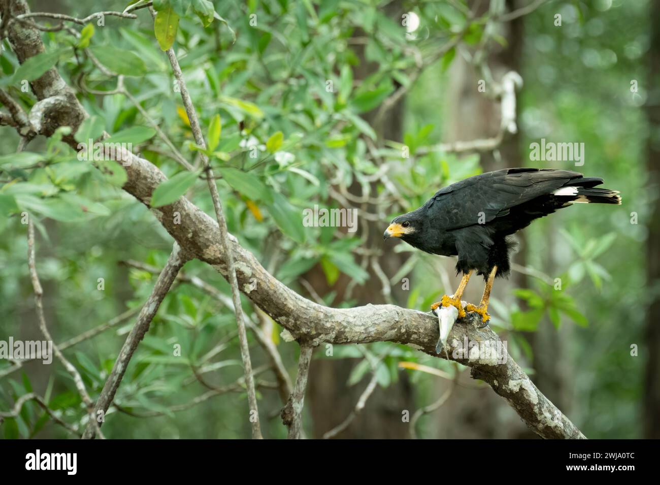 Falco nero comune (Buteogallus anthracinus) che si nutre di un pesce, Costa Rica Foto Stock