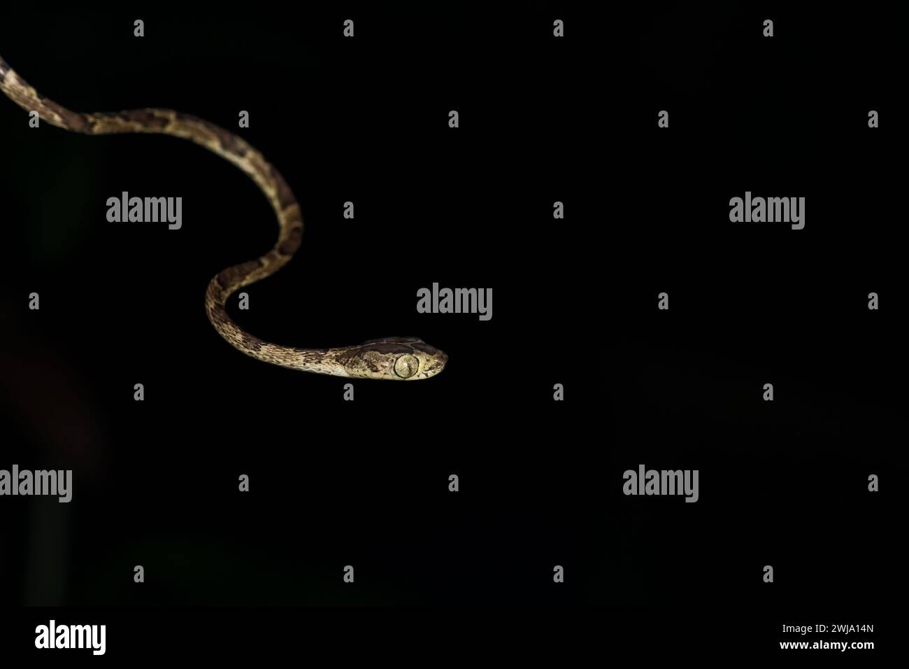 Comune serpente di vite dalla testa smussata (imantodes cenchoa), costa rica Foto Stock