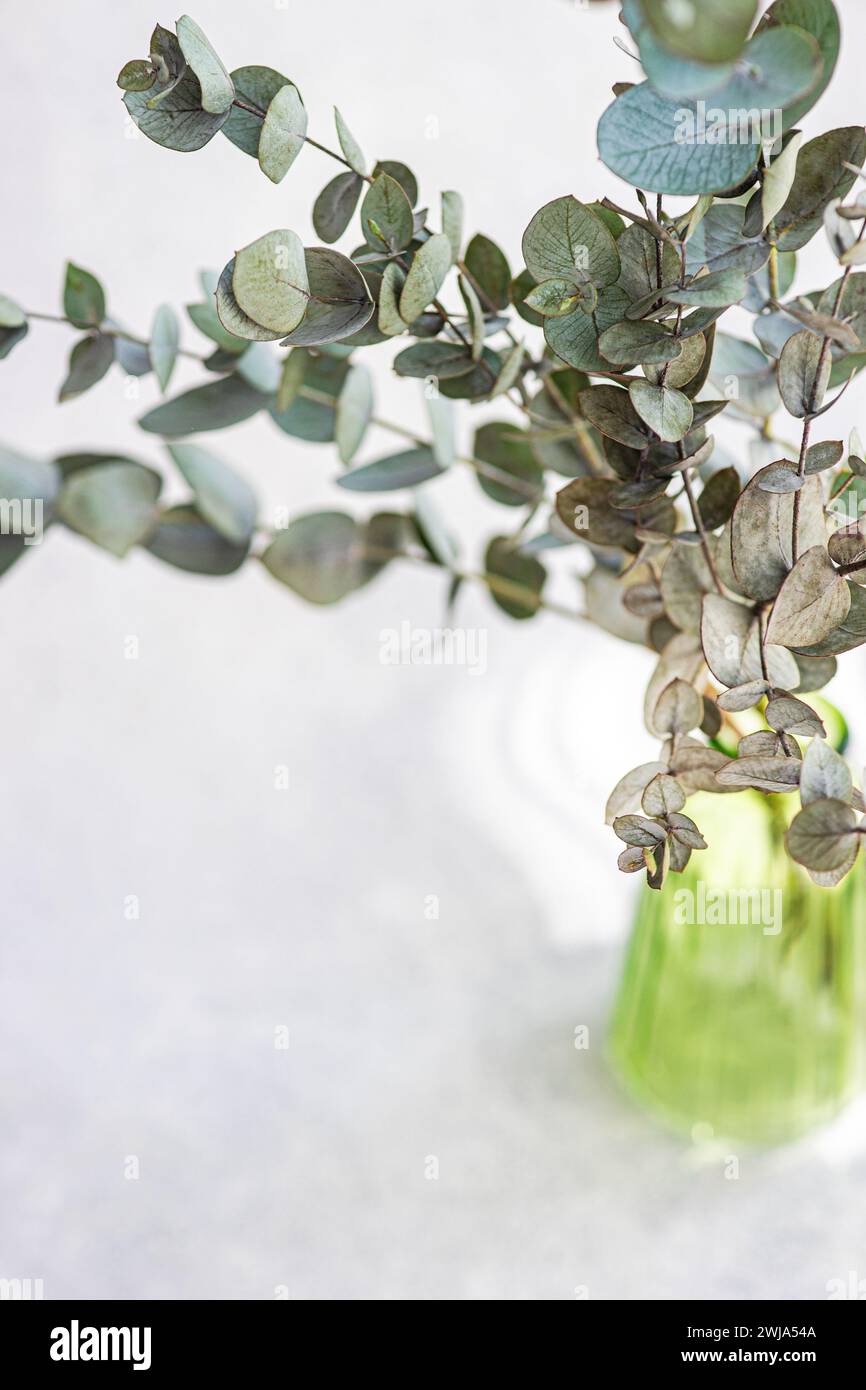Un vaso di vetro verde che regge lussureggianti rami di eucalipto su sfondo bianco puro, creando un aspetto fresco e pulito Foto Stock