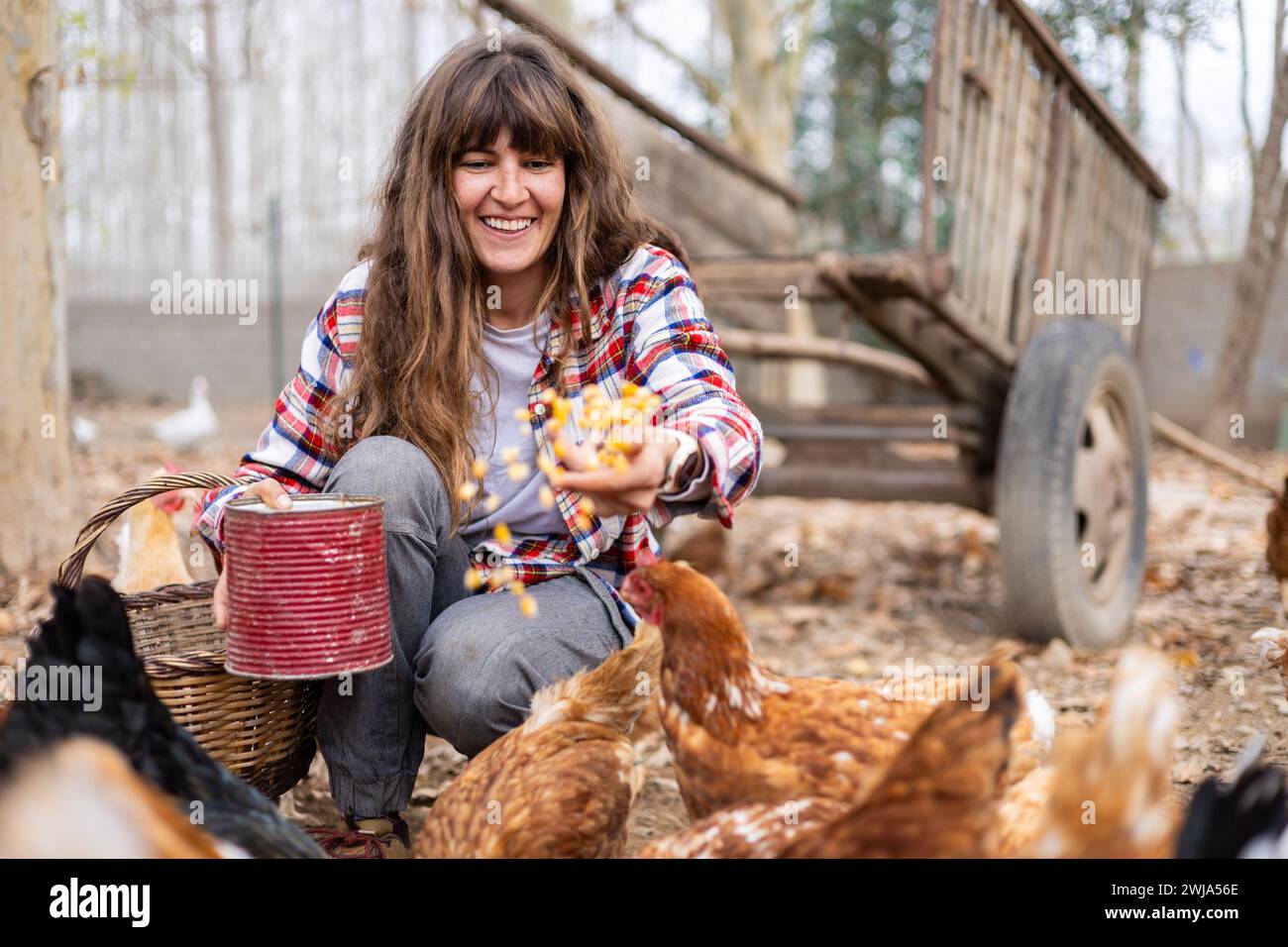 Giovane donna contadina felice che dà a mano il mais ai polli. Benessere e cura degli animali in un'azienda agricola biologica. Foto Stock