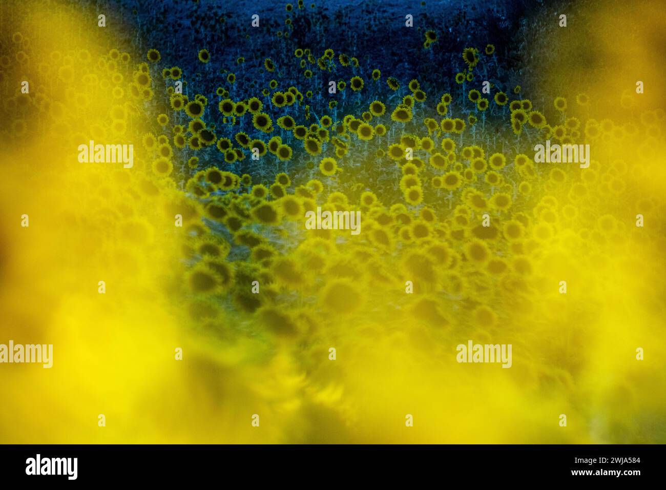 Una copertura testurizzata dà un'impressione astratta di un campo di girasole, mescolando blu profondi e giallo vibrante Foto Stock