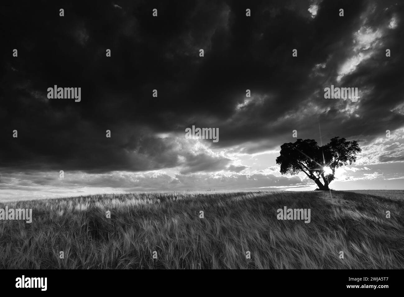 Un'impressionante immagine in bianco e nero di un albero solitario contro un cielo spettacolare nei vasti campi di grano di la Mancha, Castilla la Mancha, Spagna. Foto Stock
