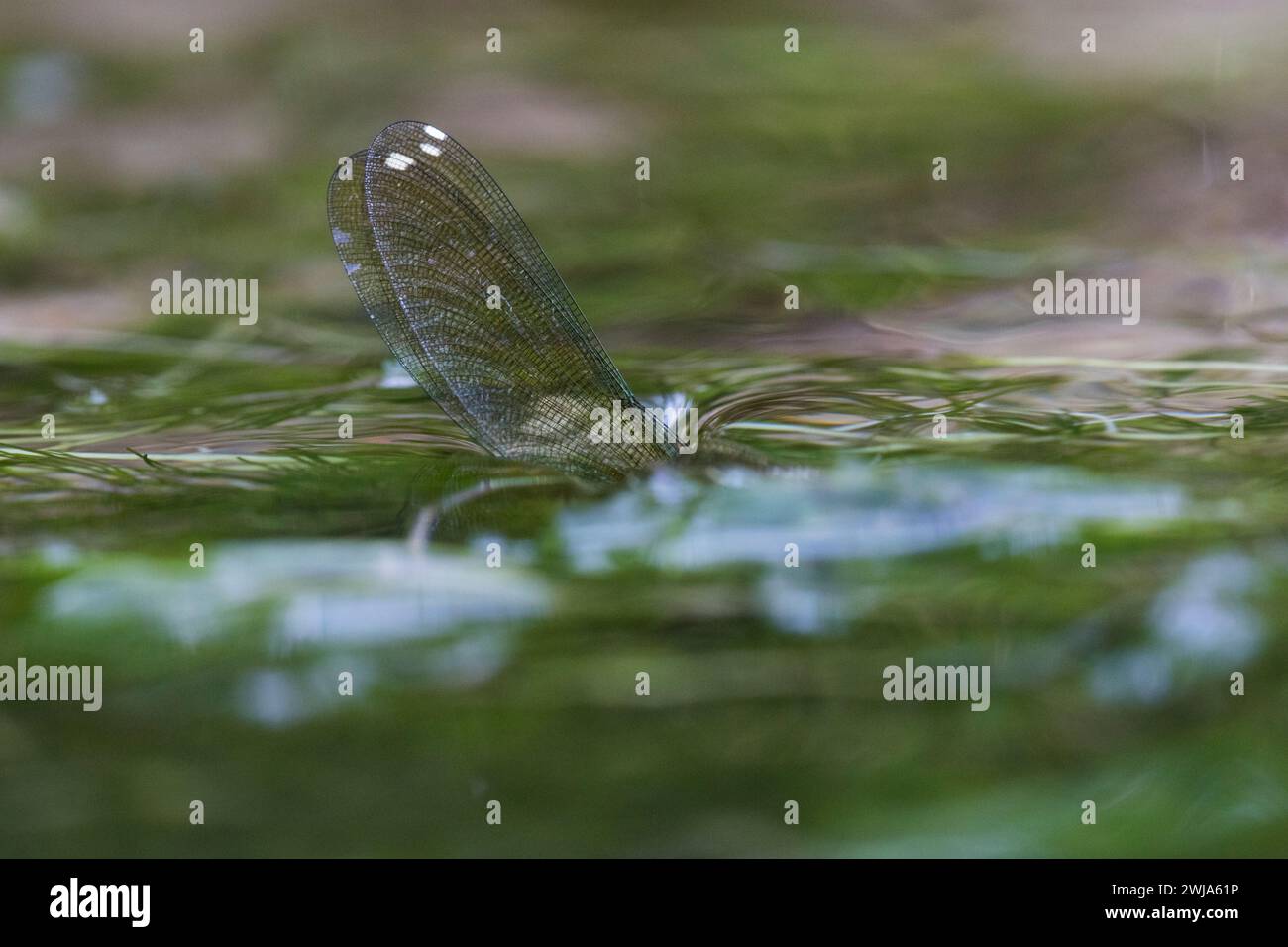Primo piano di un'ala di damigella che emerge dall'acqua tra le piante acquatiche verdi, con una chiara attenzione alla venazione intricata Foto Stock