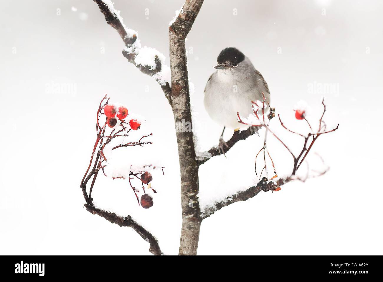 Uno Junco dagli occhi scuri, arroccato su un ramo innevato con vivaci bacche rosse, offre un contrasto sorprendente in una scena invernale Foto Stock