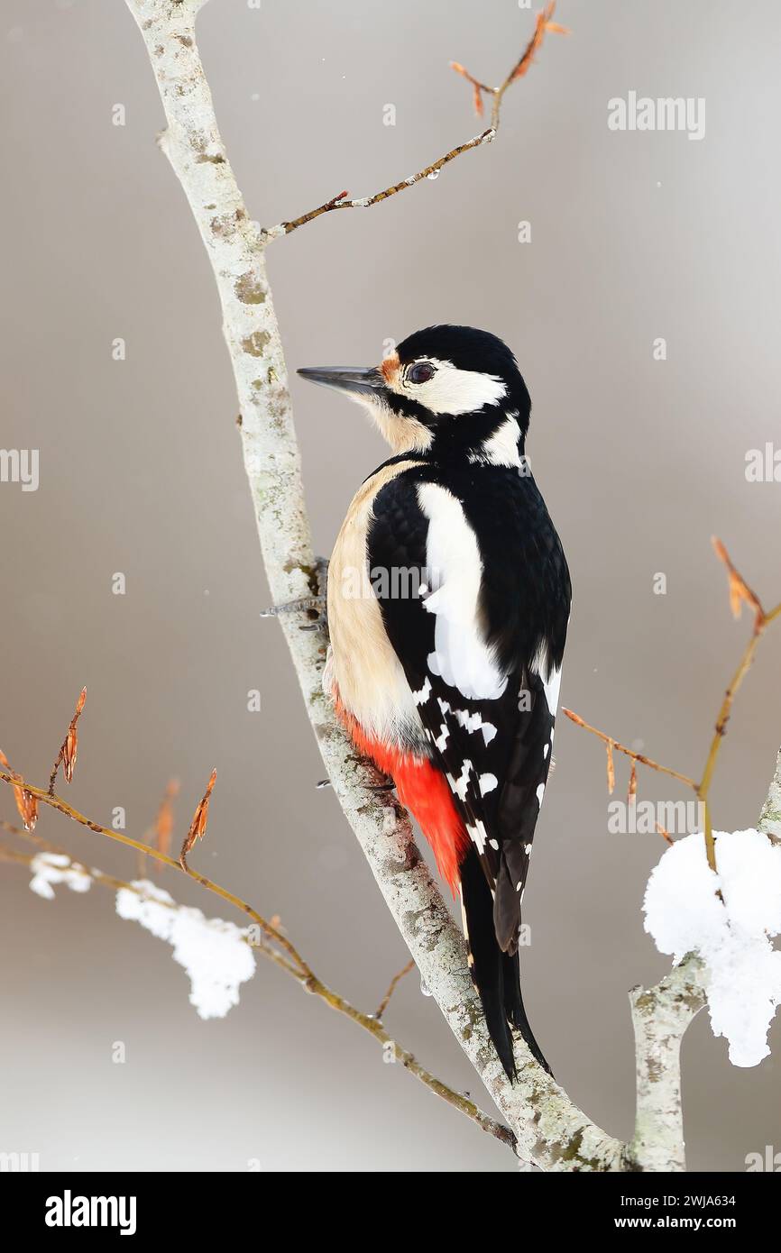 Un grande picchio maculato si aggrappa a un ramo d'albero, il suo sorprendente piumaggio nero, bianco e rosso che contrasta con lo sfondo innevato Foto Stock