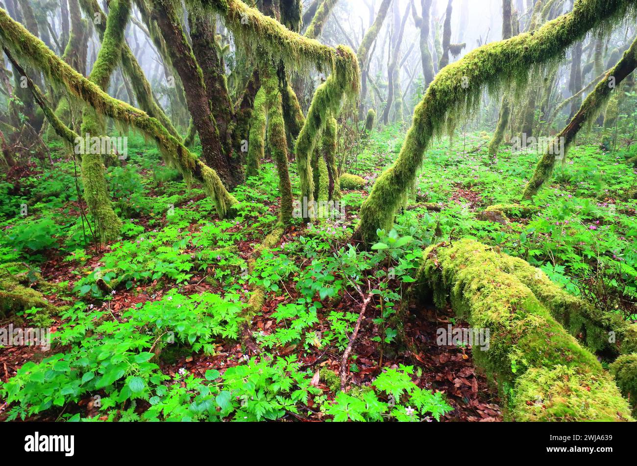 Un'eterea vista della foresta di laurisilva circondata dalla nebbia a la Gomera, con alberi carichi di muschio e un vivace sottobosco verde Foto Stock