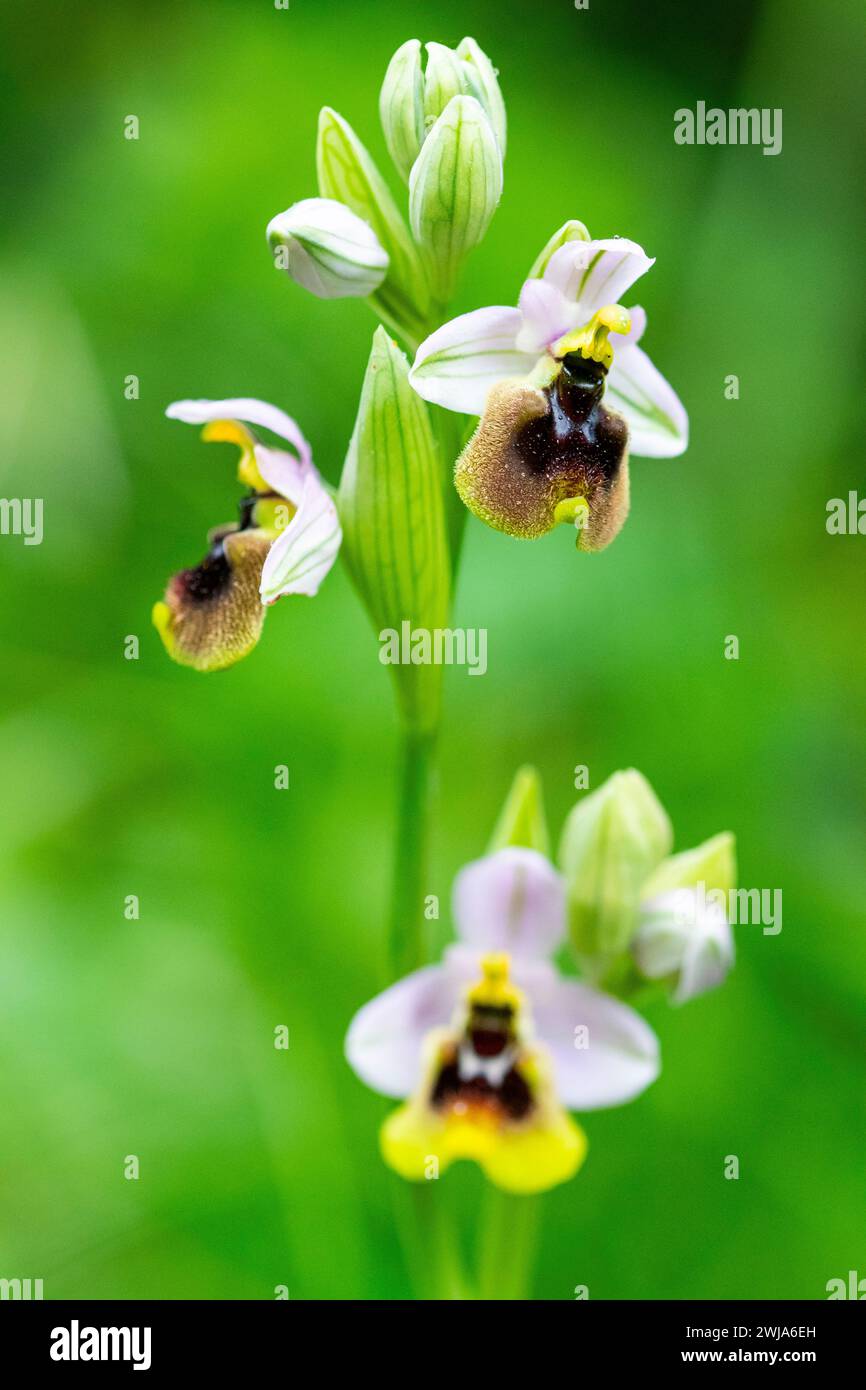 L'orchidea Ophrys ficalhoana mostra i suoi intricati motivi e colori, fiorendo nel suo ambiente verde naturale. Foto Stock