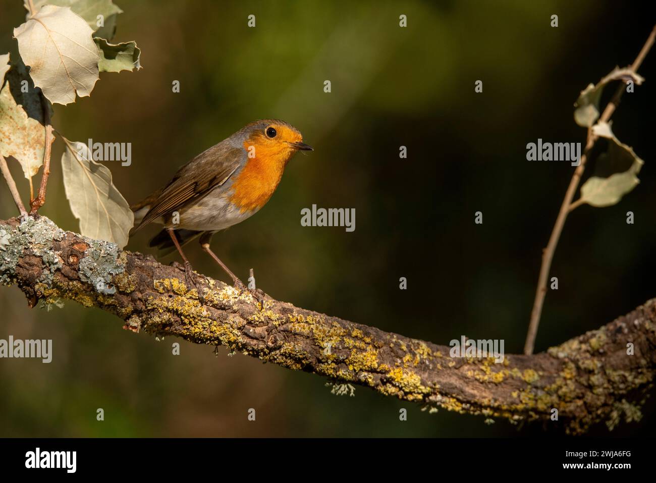 Un erithacus rubecula, noto anche come Robin europeo, appollaiato su un ramo di muschio Foto Stock