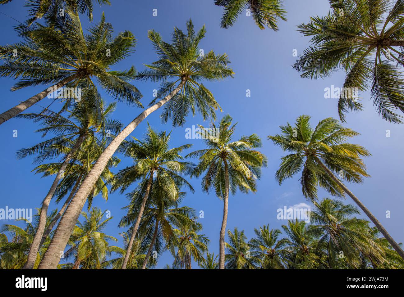 Palme verdi contro il cielo blu e nuvole bianche. Foresta tropicale nella giungla con cielo azzurro luminoso, banner naturalistico panoramico. Paesaggio naturale idilliaco, l Foto Stock