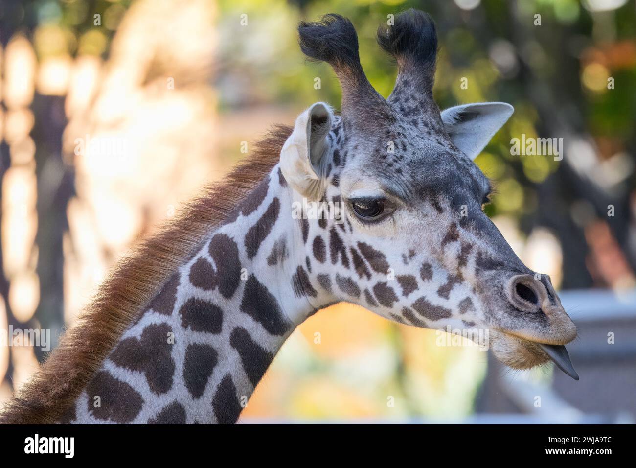 Primo piano di una giraffa che si allunga giocosamente la lingua Foto Stock