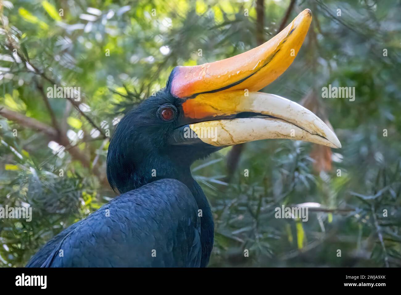 Un colpo ravvicinato di un carpino di rinoceronte contro il fogliame verde Foto Stock