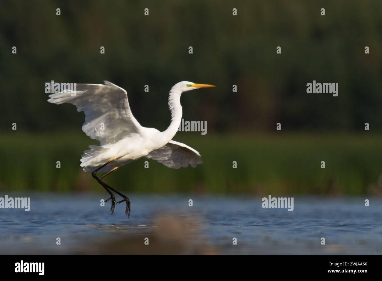 Uccello Egretta alba Great Egret uccello bianco su sfondo sfocato Foto Stock