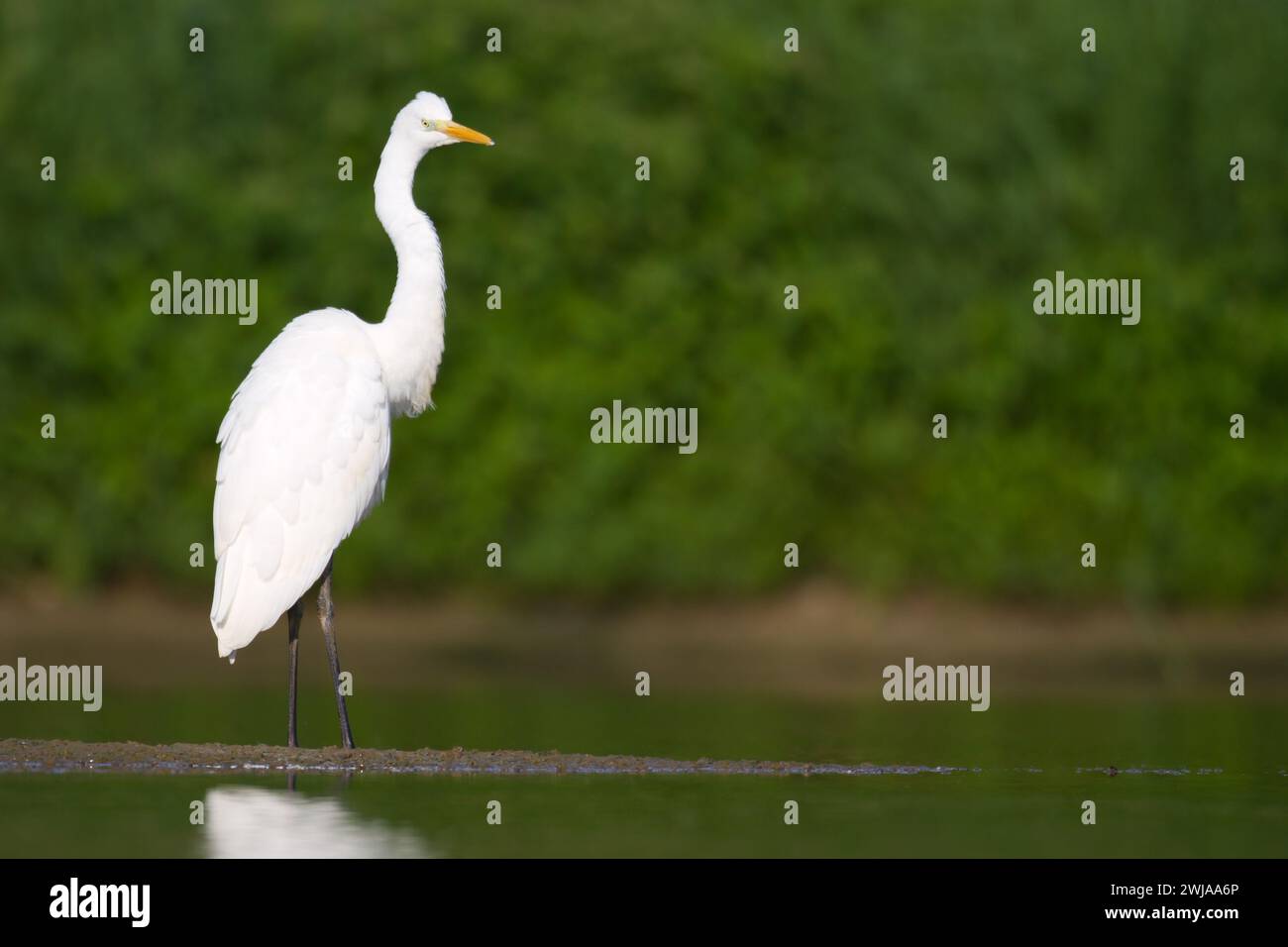 Uccello Egretta alba Great Egret uccello bianco su sfondo sfocato Foto Stock