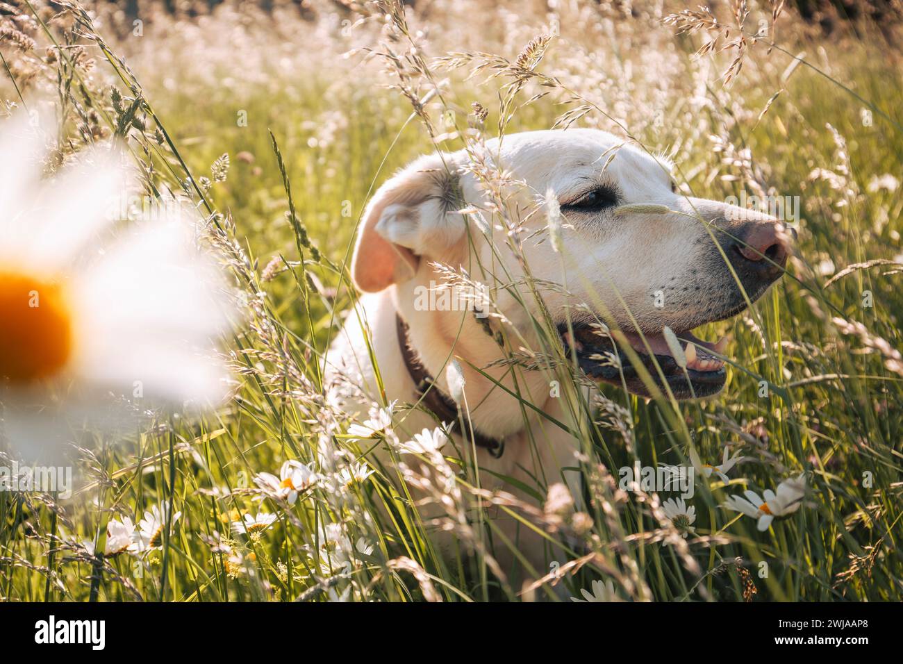 Bel cane steso nell'erba sul prato estivo. Ritratto di Happy labrador retriever durante il giorno d'estate. Foto Stock