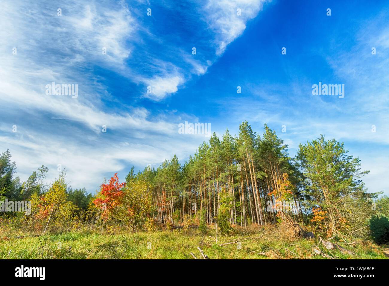 Paesaggio autunnale con alberi colorati, autunno Polonia, Europa e incredibile cielo blu con nuvole, giorno di sole Foto Stock