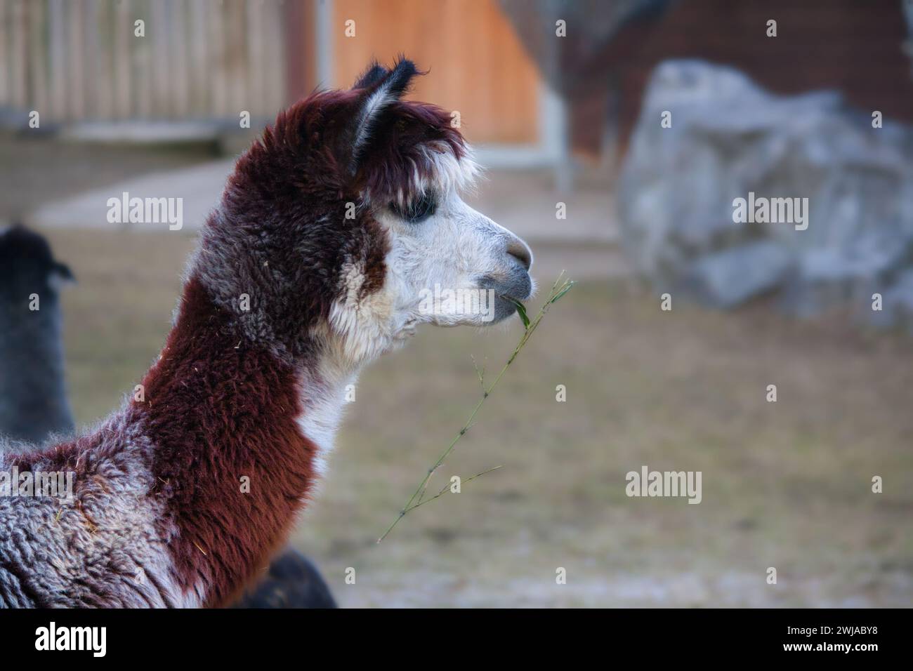 Alpaca con pelliccia bianca e marrone che mangia erba, vista profilo, con sfondo sfocato. Foto Stock