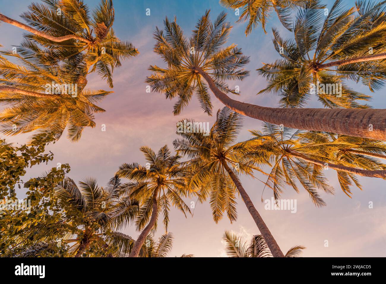 Romantiche vibrazioni di palme tropicali con luce solare sullo sfondo del cielo. Tramonto all'aperto, vegetazione esotica, paesaggio naturale ravvicinato. Palme da cocco Foto Stock