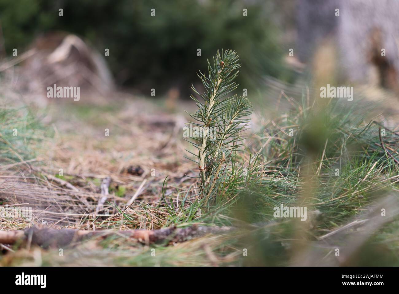 Pflanzen im Wald Foto Stock