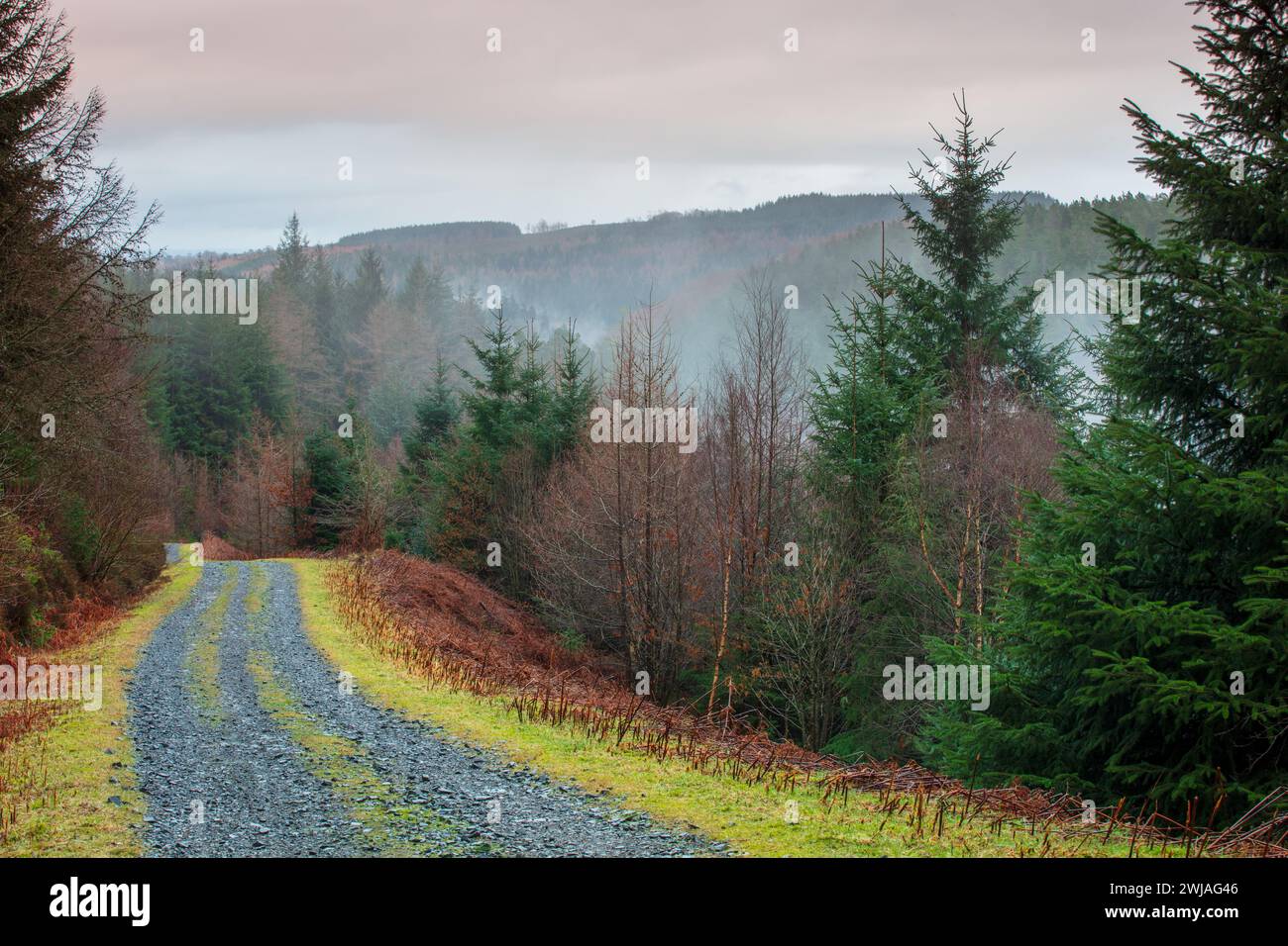 Hamsterley Forest with Mist Rising in the Distance, County Durham, Inghilterra, Regno Unito. Foto Stock