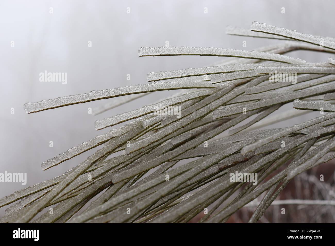 Gefrorener Nebel auf einer Pflanze Foto Stock
