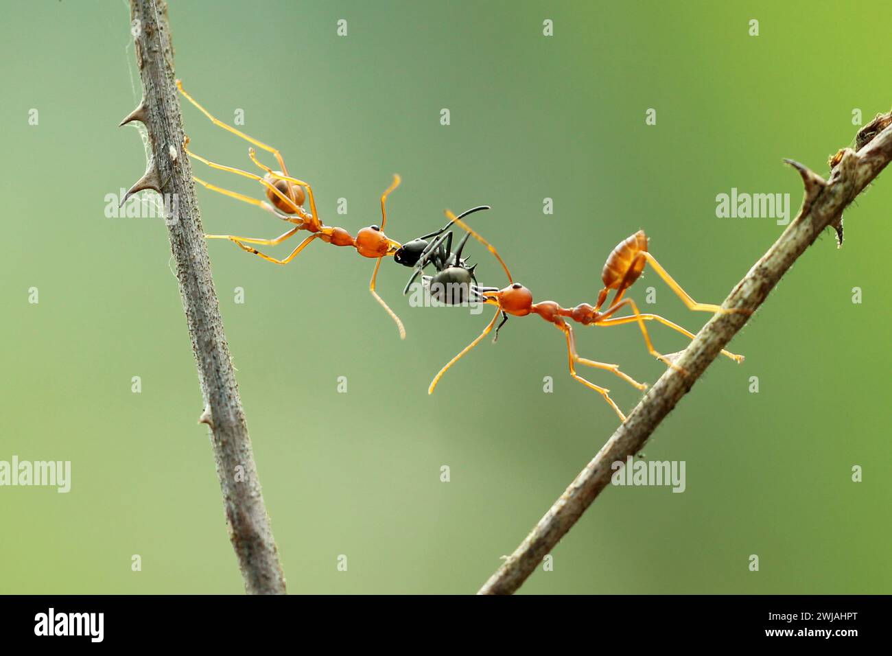 Condividere il cibo tra di loro. Le immagini ACCATTIVANTI di due formiche che si baciano, condividono il cibo e sollevano le bacche insieme sono esempi perfetti Foto Stock