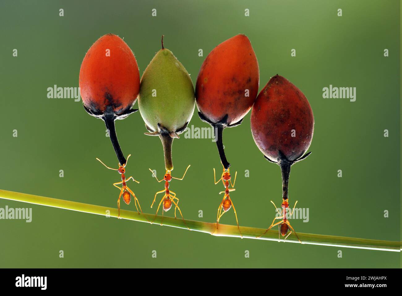 Mangiare cibo con la comunità INDONESIANA immagini ACCATTIVANTI di due formiche che si baciano, condividono cibo e sollevano bacche insieme sono gli esempi perfetti Foto Stock