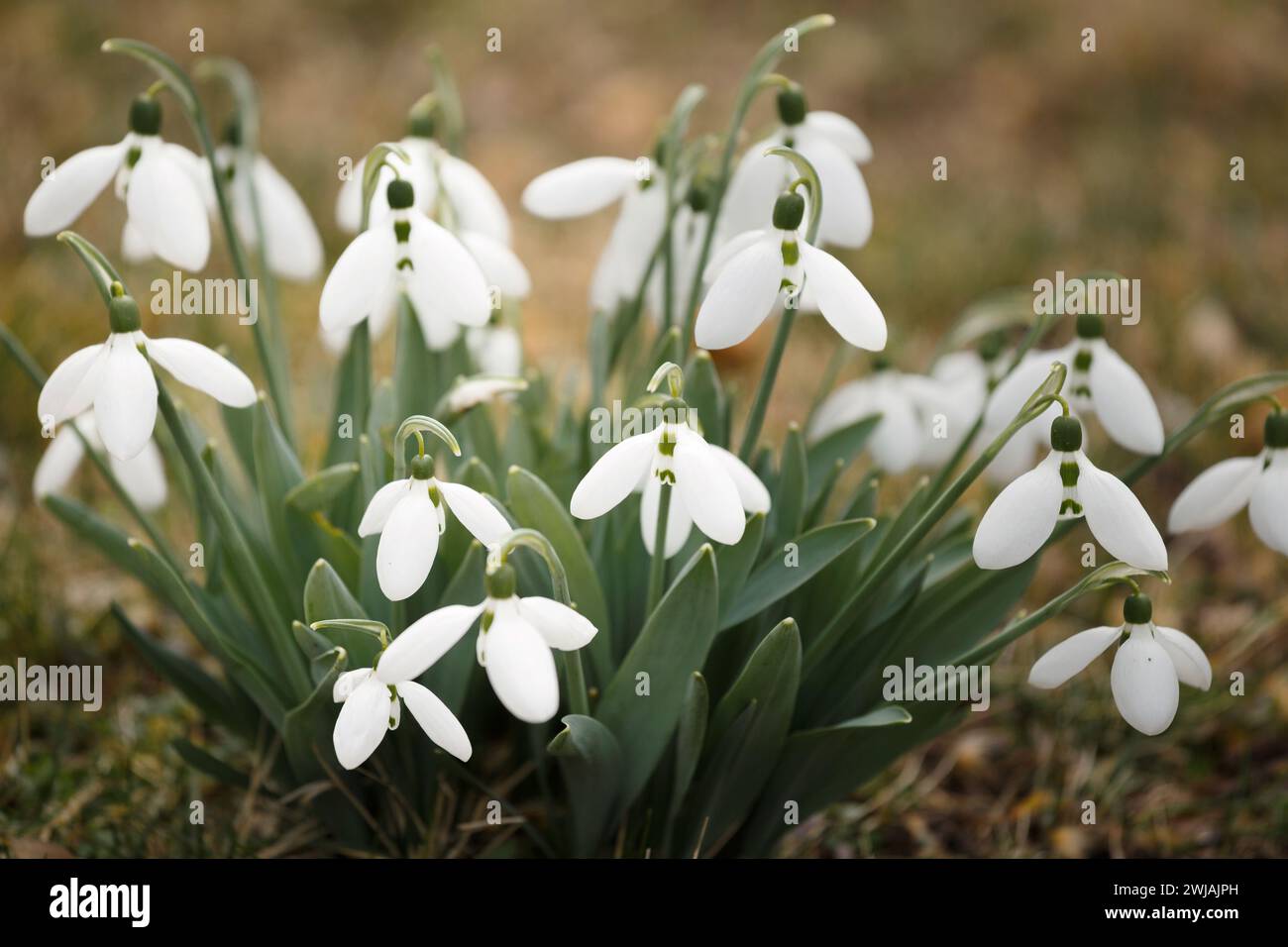 Nevicate in fiore in una radura in una foresta o in un parco. I primi fiori primaverili. Fiori Bush of snowdrop, primo piano. Galanthus nivalis. Foto Stock