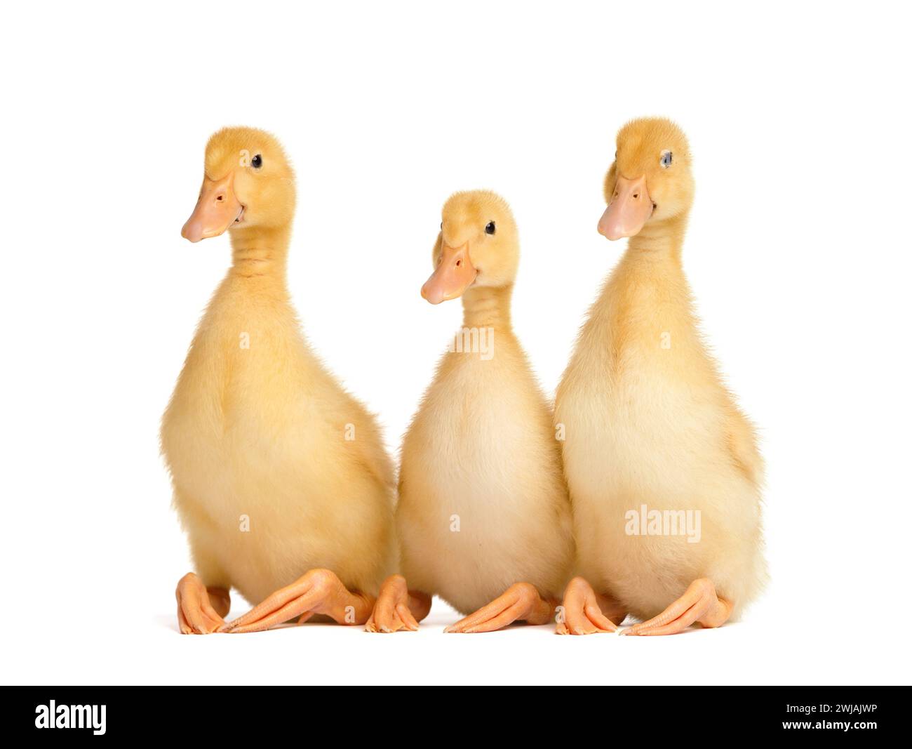 Tre simpatici anatroccoli curiosi sono seduti su uno sfondo bianco, divertenti piegando le zampe e guardando la telecamera. Foto Stock
