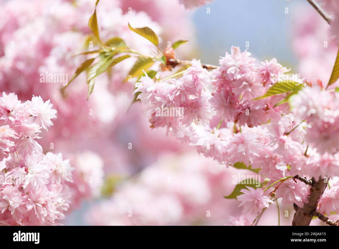 Rami lussureggianti di un albero sakura in fiore, doppi fiori rosa di ciliegio giapponese. Sfondo floreale primaverile. Albero in fiore. Diramazioni Sakura Foto Stock