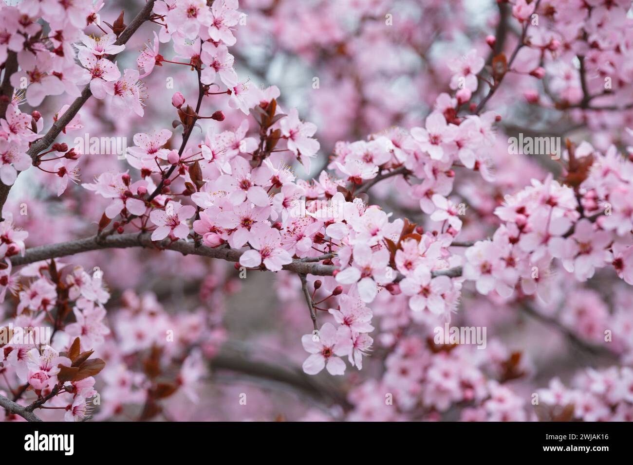 Rami di prugne Pissardi ornamentali in fiore cosparse di fiori rosa. Sfondo floreale primaverile. Primo piano sulle prugne in fiore. Prugna rossa e nera. Foto Stock
