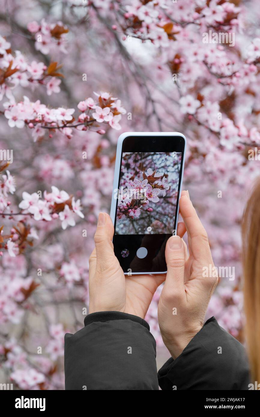 Le mani di una fotografa scattano foto di un prugna decorativa fiorita sul suo telefono. Smartphone in mano sullo sfondo di un flowe Foto Stock