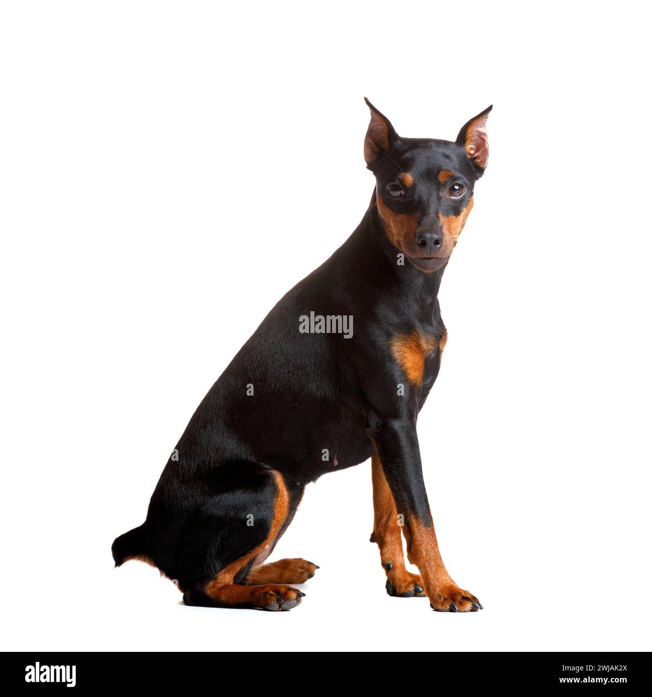 Splendido pinscher in miniatura con orecchie e coda ritagliate si trova su uno sfondo bianco e guarda la fotocamera. mini doberman, zwergpinscher Foto Stock
