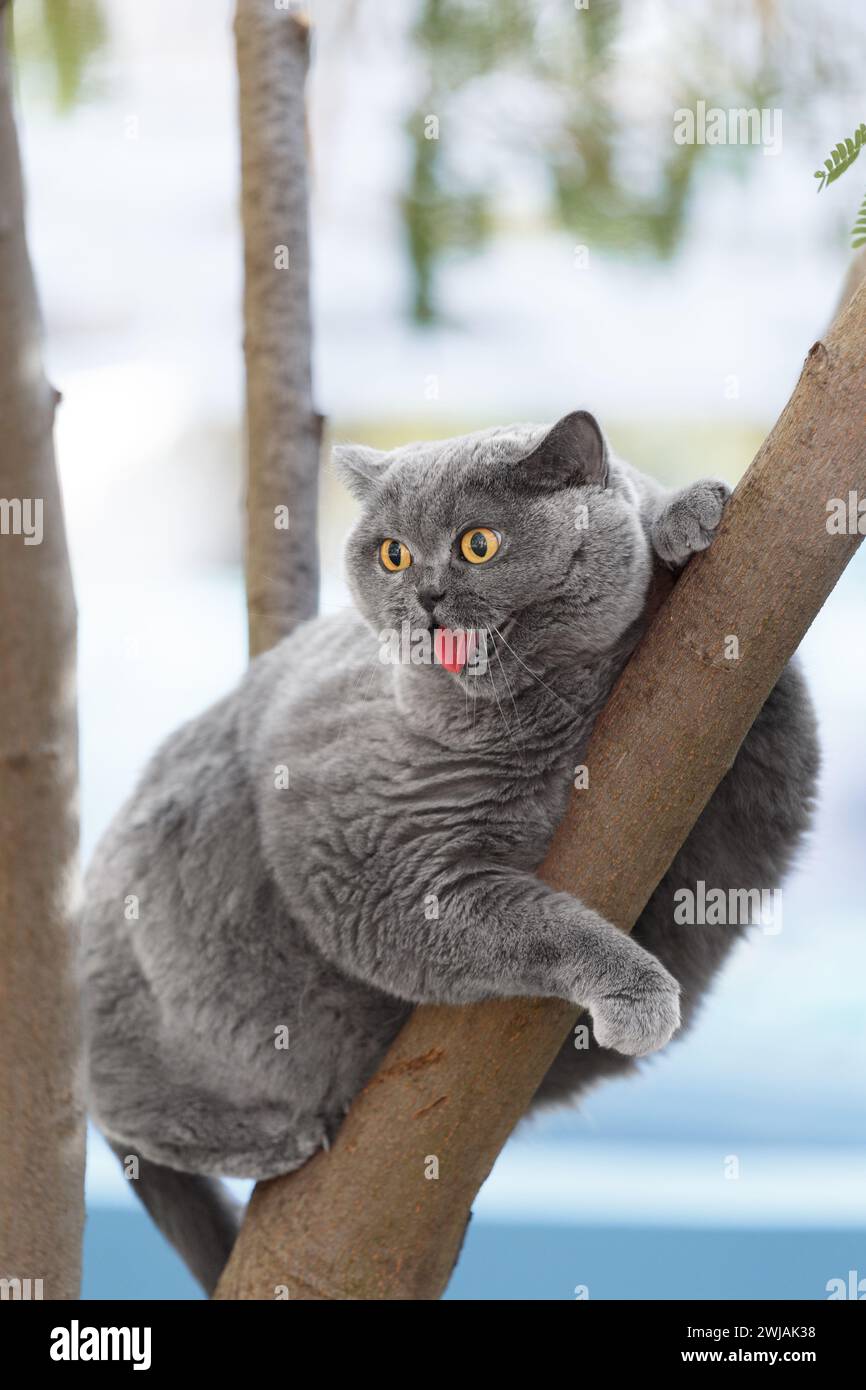 Un gatto inglese grasso e divertente siede su un albero e urla di paura con la bocca aperta. Animali domestici da passeggio all'esterno. Un gatto scozzese salì su un ramo d'albero. Foto Stock