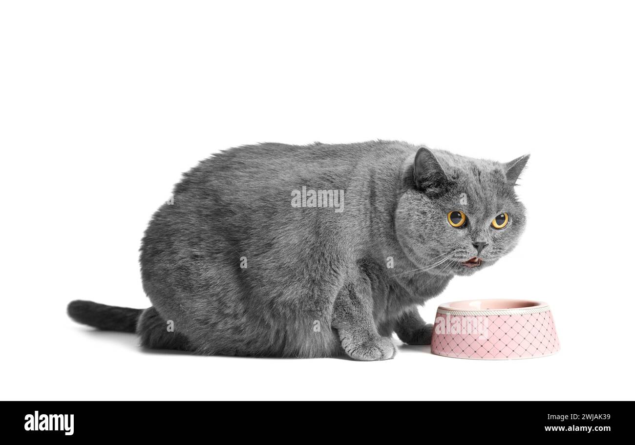 Un gatto britannico grasso e grigio mangia cibo dietetico secco per gatti in sovrappeso da una ciotola in ceramica rosa su sfondo bianco. Obesità del gatto scozzese. Foto Stock