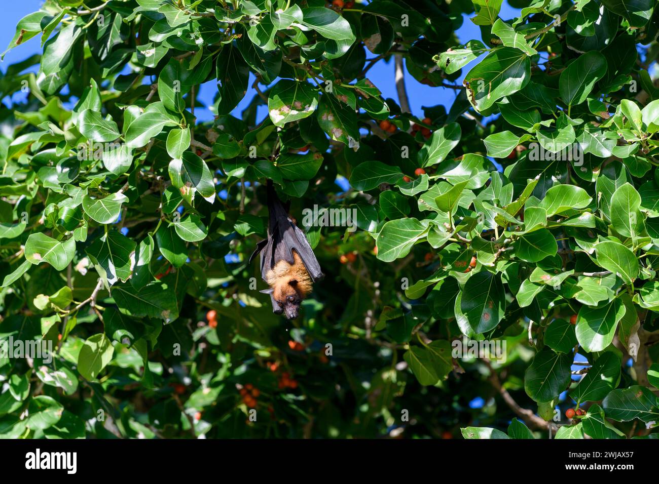 Volando Fox sull'isola delle Maldive. Pipistrello di frutta in volo. Volpe volanti dalla testa grigia (Pteropus poliocephalus). Foto Stock