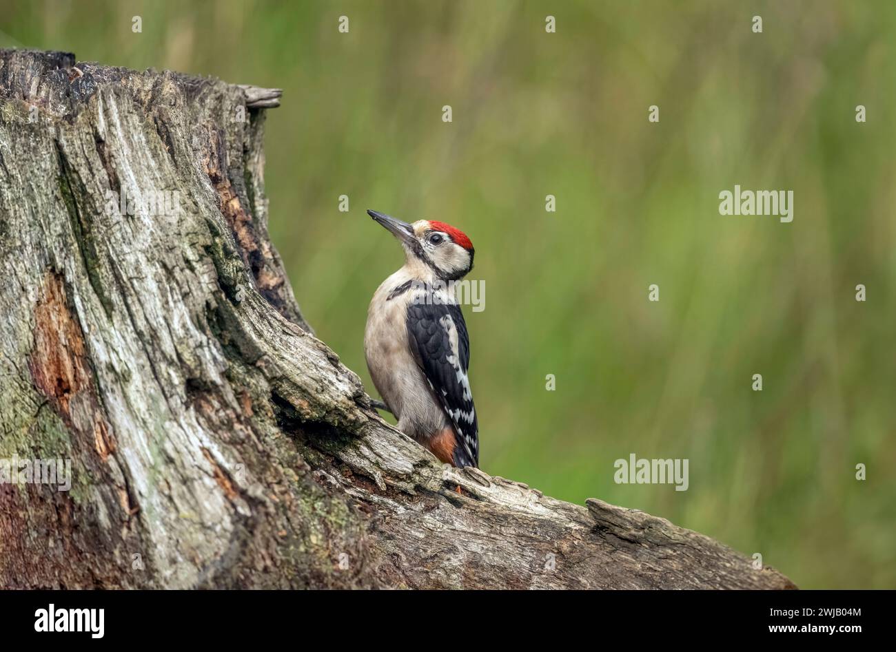 woodpecker, dendrocopos Major, in una foresta, su un albero in estate, da vicino, Regno Unito Foto Stock