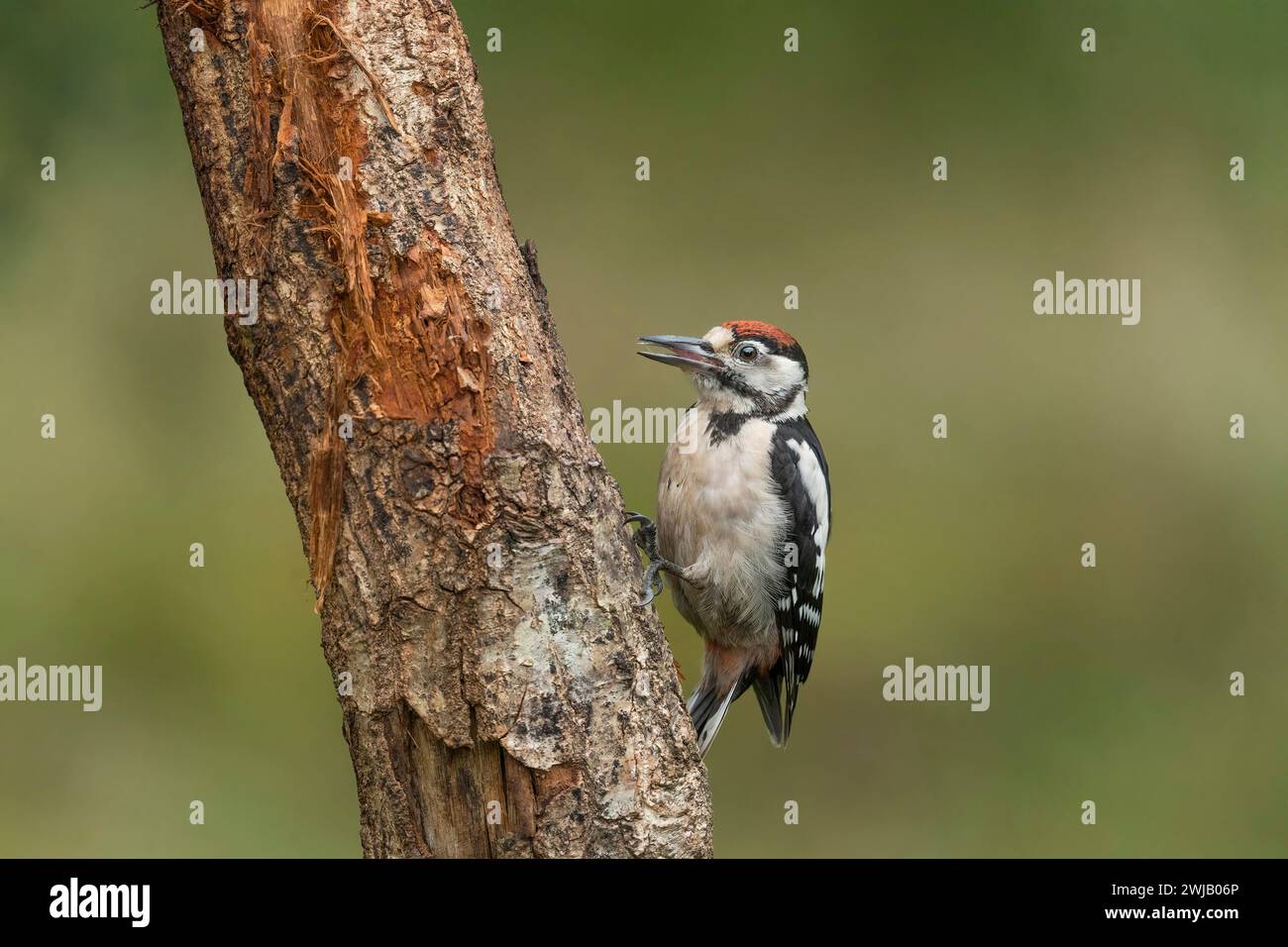 woodpecker, dendrocopos Major, in una foresta, su un albero in estate, da vicino, Regno Unito Foto Stock