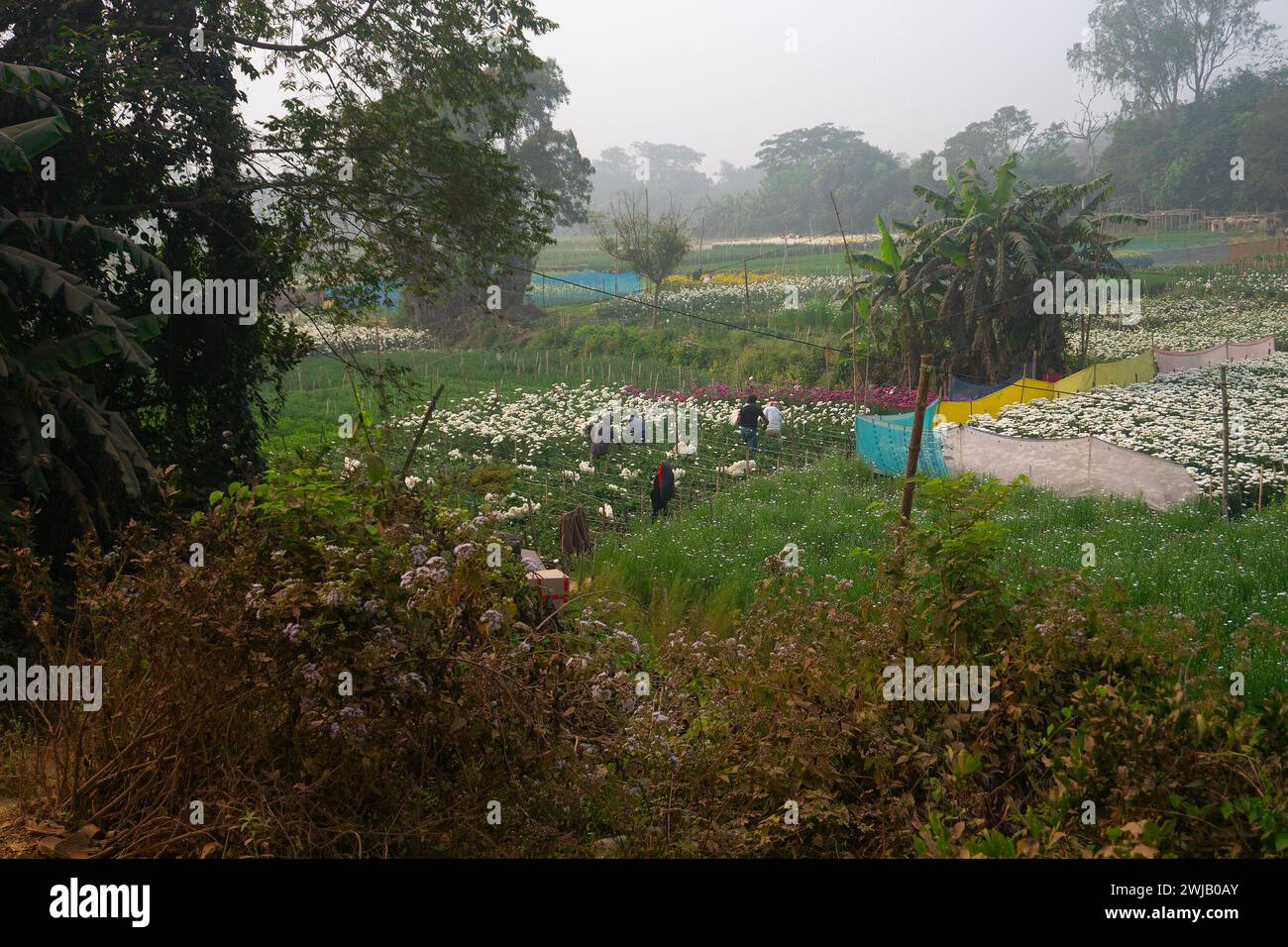 Khirai, Bengala occidentale, India - 23.01.23 : agricoltori che raccolgono Crisanthemums, Chandramalika, Chandramallika, mamme, crisantemi, genere Chrysanthemum. Foto Stock