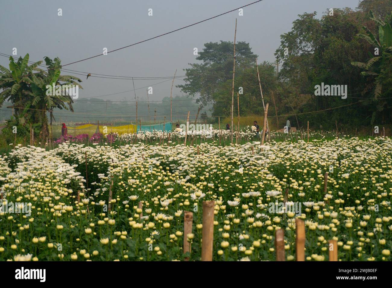 Khirai, Bengala occidentale, India - 23.01.23 : agricoltori che raccolgono Crisanthemums, Chandramalika, Chandramallika, mamme, crisantemi, genere Chrysanthemum. Foto Stock