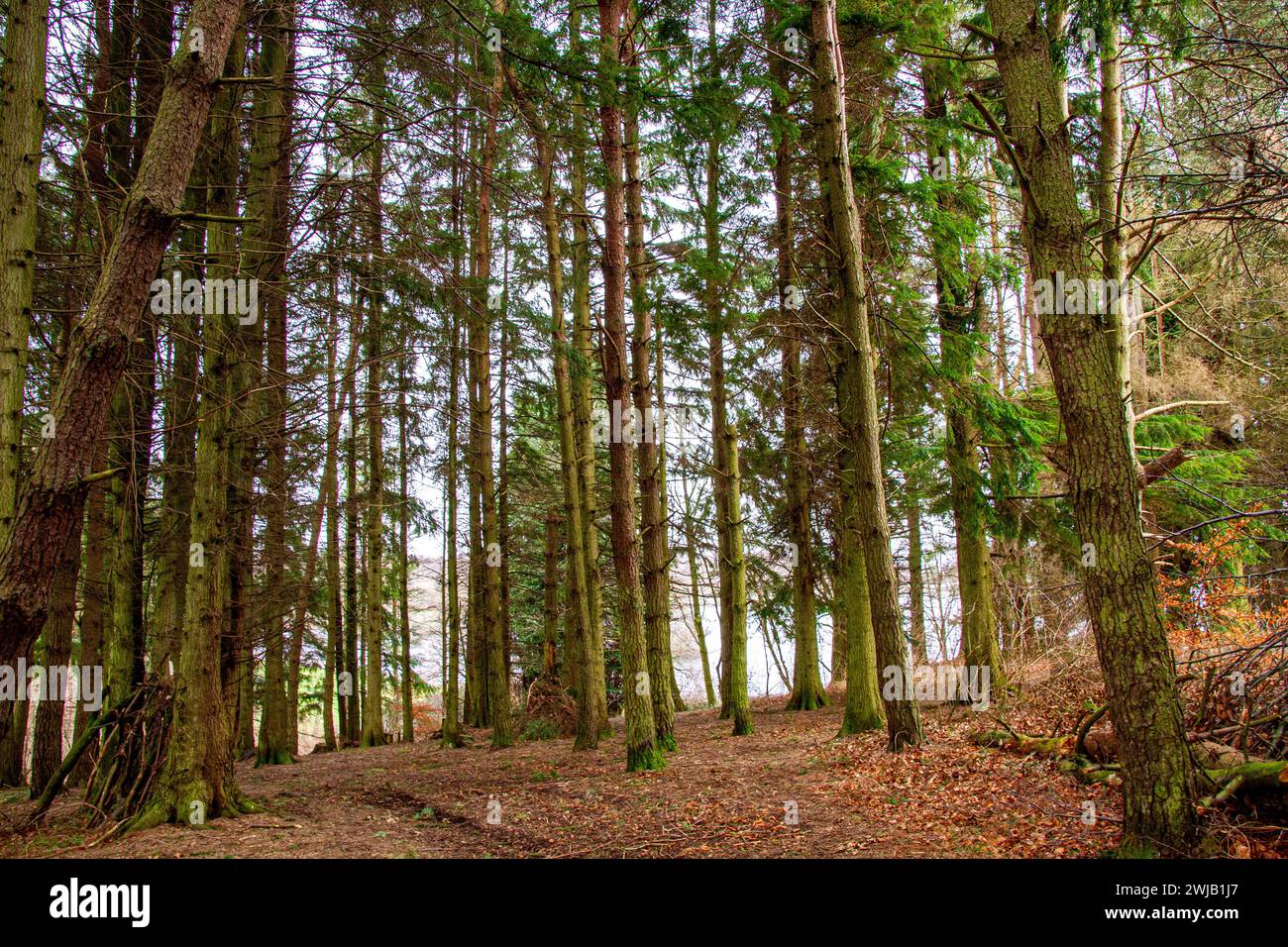 Dundee, Tayside, Scozia, Regno Unito. 14 febbraio 2024. Tempo nel Regno Unito: Giornata noiosa con docce a pioggia leggere al Clatto Country Park di Dundee. Il parco ha alberi di particolare forma e il bosco offre eccellenti passeggiate nella natura. L'Ancrum Outdoor Centre utilizza il serbatoio per gli sport acquatici, anche se a volte ci sono problemi con le alghe Blue Green. L'acqua ospita molte anatre e uccelli subacquei, con molti pesci che vivono in acque molto profonde. I servizi del Clatto includono un centro di sport acquatici, aree giochi per bambini, area picnic e barbecue. Crediti: Dundee Photographics/Alamy Live News Foto Stock