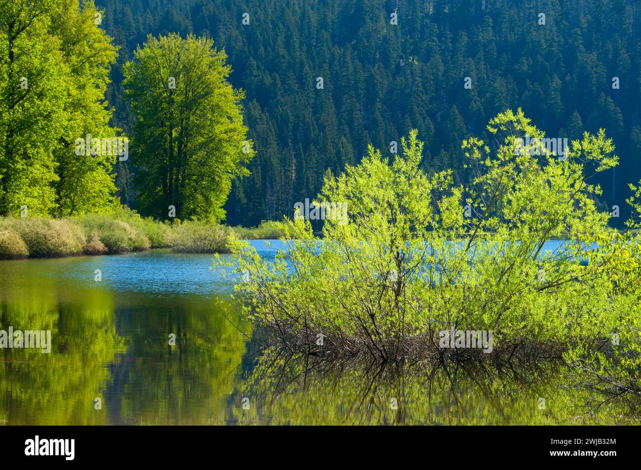 Lost Lake, Santiam Pass-McKenzie Pass National Scenic Byway, Willamette National Forest, Oregon Foto Stock