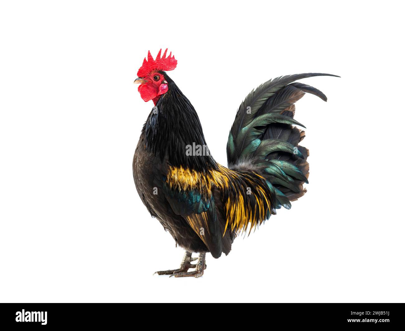 rooster nero - arancione isolato su sfondo bianco Foto Stock rooster nero - arancione isolato su sfondo bianco Foto Stock