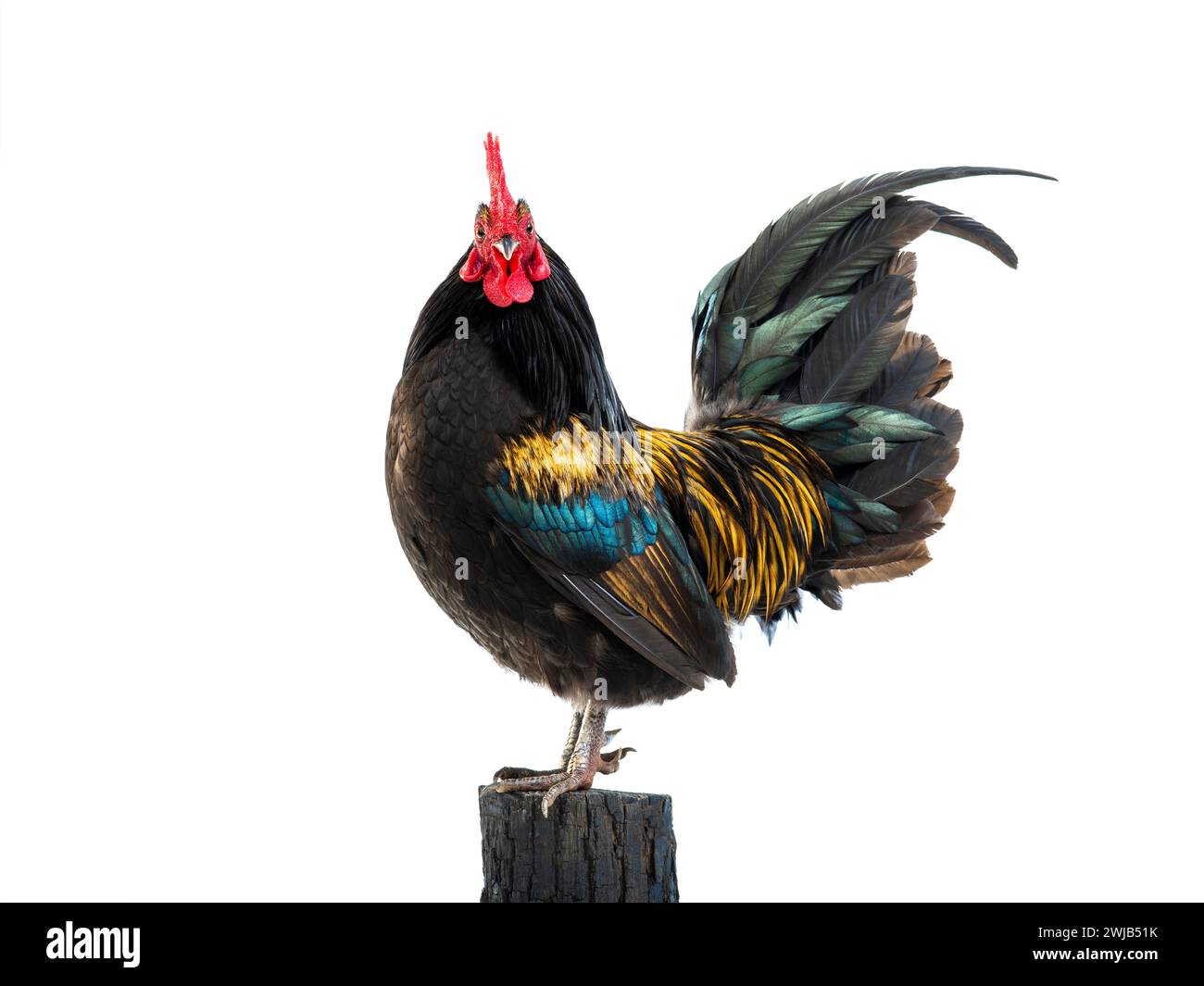 gallo nero - arancione su un ceppo isolato su sfondo bianco Foto Stock gallo nero - arancione su un ceppo isolato su sfondo bianco Foto Stock