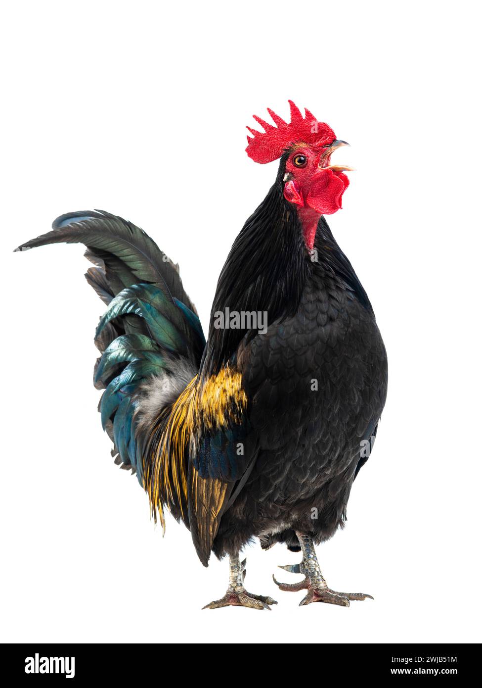 gallo nero - l'arancio canta isolato su sfondo bianco Foto Stock gallo nero - l'arancio canta isolato su sfondo bianco Foto Stock