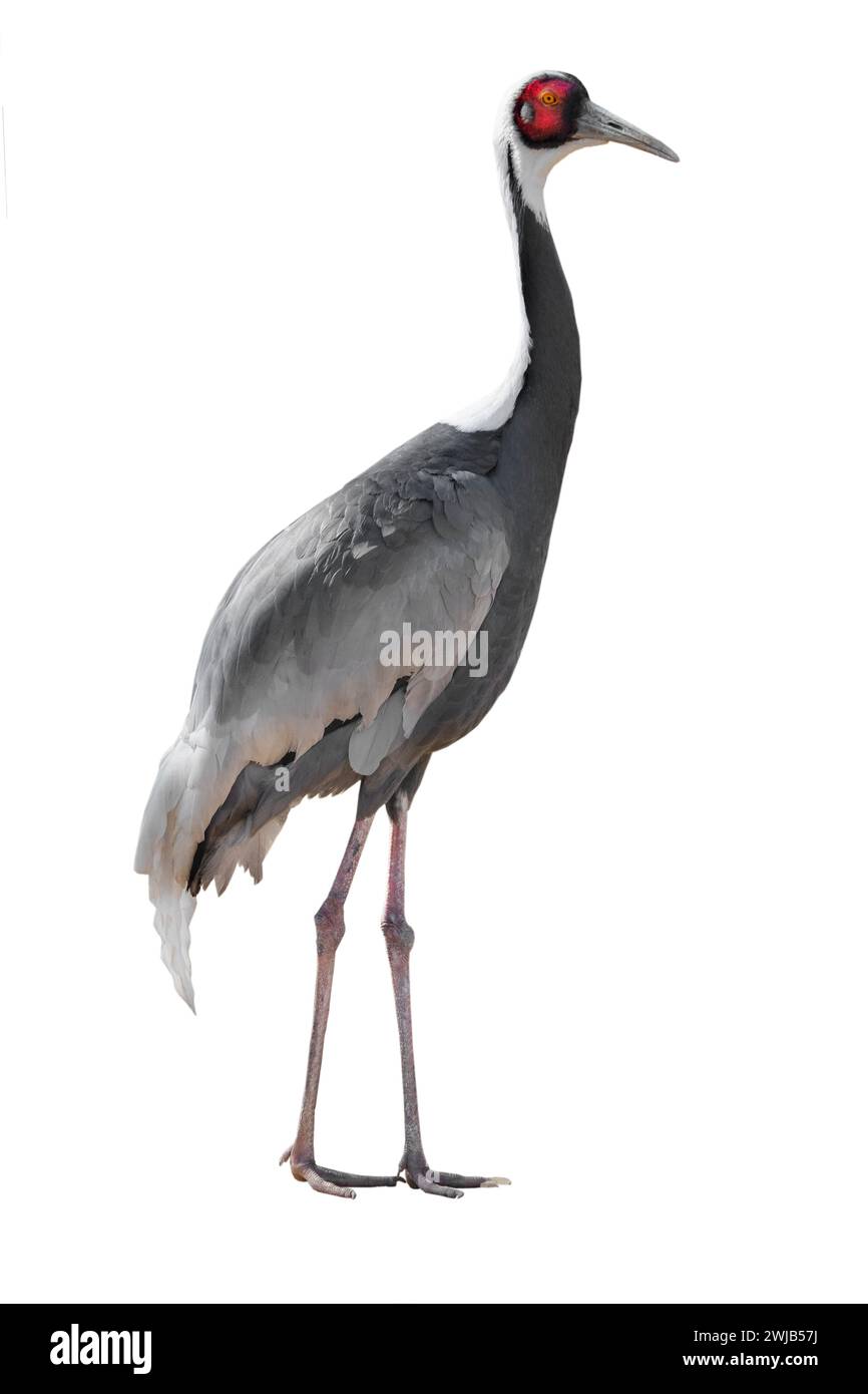 Gru bianca isolata su sfondo bianco Foto Stock