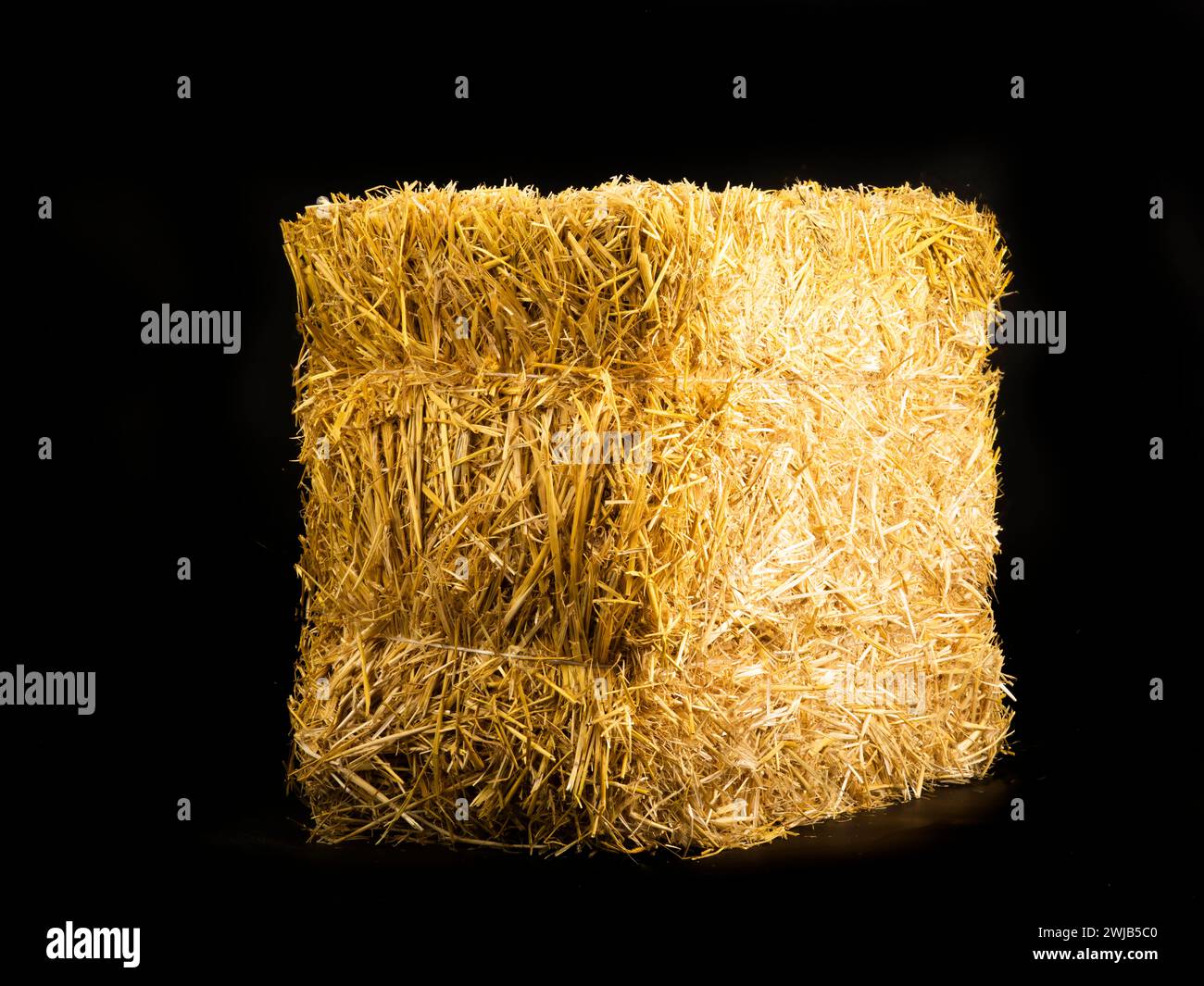 paglia d'orzo secca gialla su sfondo nero Foto Stock