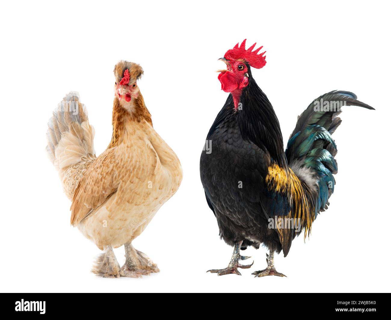 gallo nero e pollo marrone isolato su sfondo bianco Foto Stock gallo nero e pollo marrone isolato su sfondo bianco Foto Stock