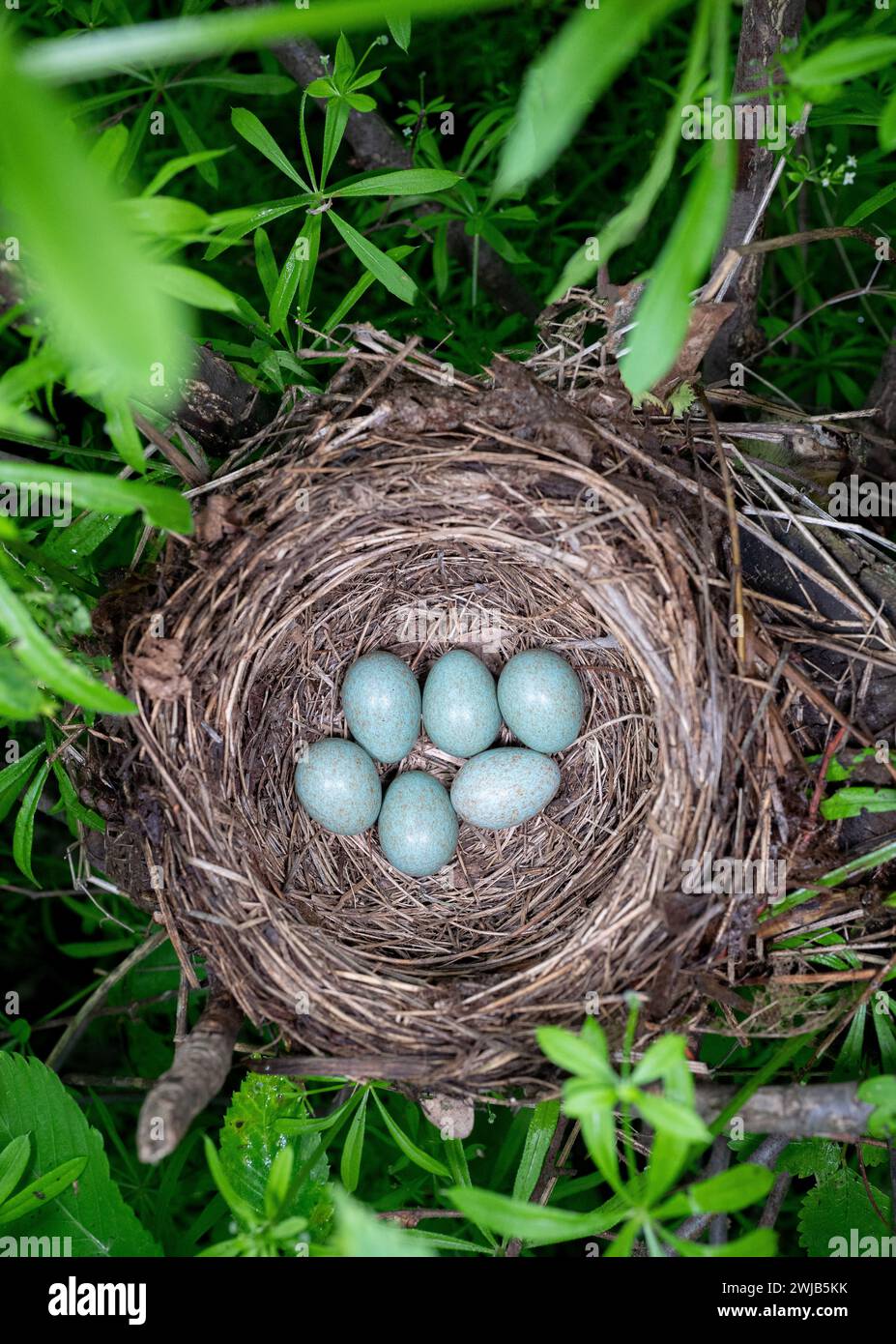 sei uova nel nido del blackbird Foto Stock