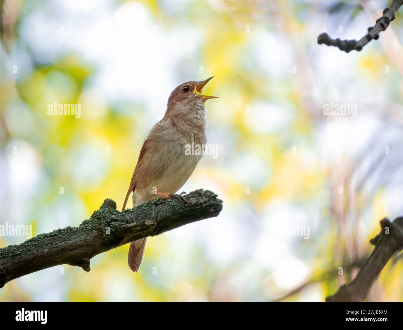 cantare nightingale su un ramo d'albero nella foresta Foto Stock